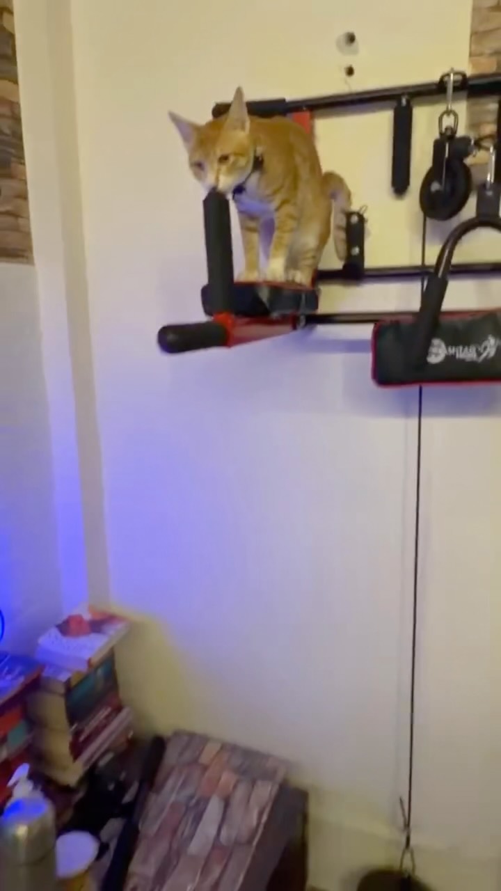 Gremlin takes on the gym