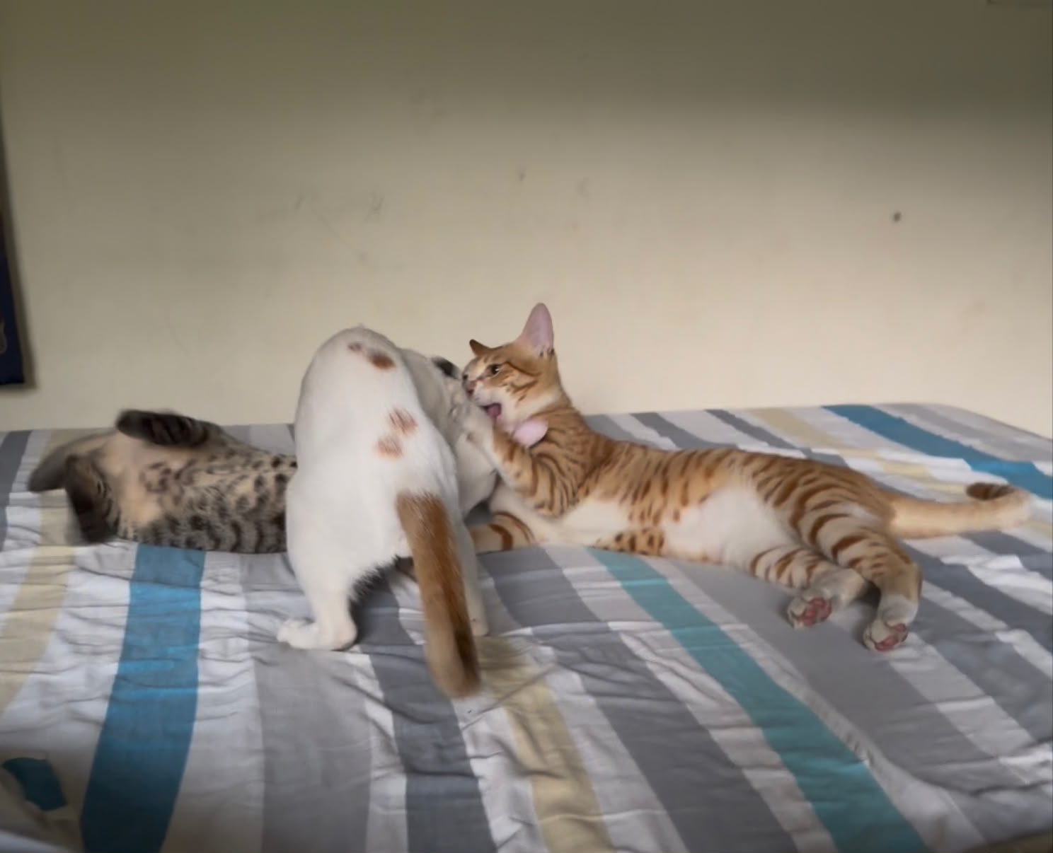 Three cats playing together on a striped bed